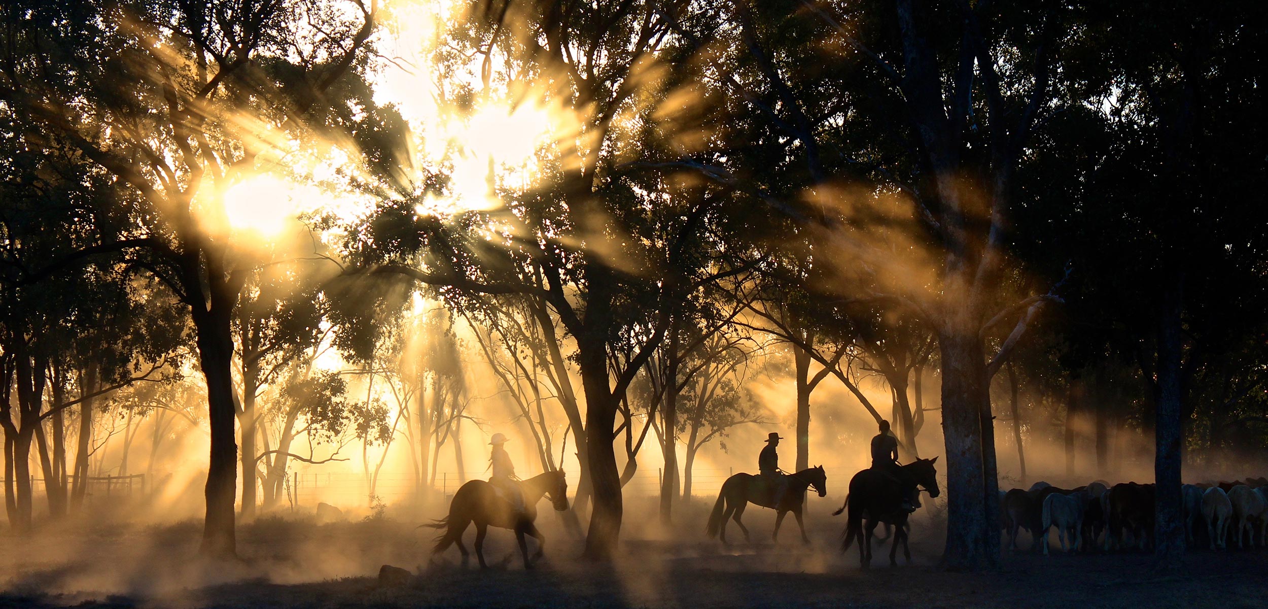 Horse Riding & Sports